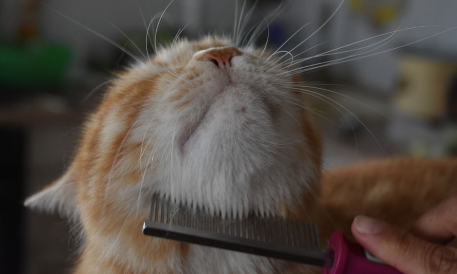 flea comb for cats
