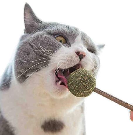 chew toys for cats: Cat Catnip Sticks Mint Ball, 100% Natural Matatabi Silvervine Sticks