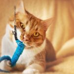 chew toys for cats