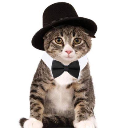 hats for cats: Huyadapi Pet Bow Tie adjustable