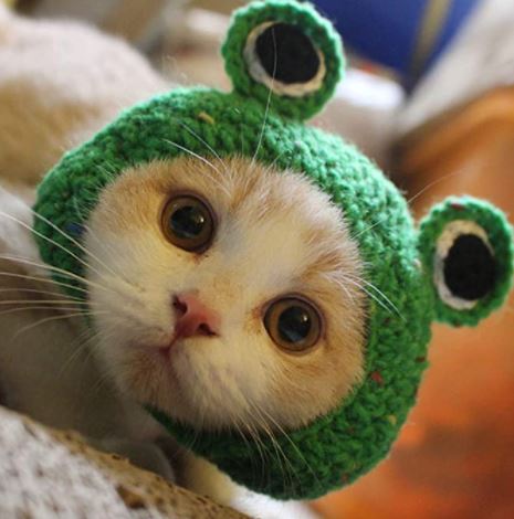 hats for cats: Potelin adorable pet funny cat