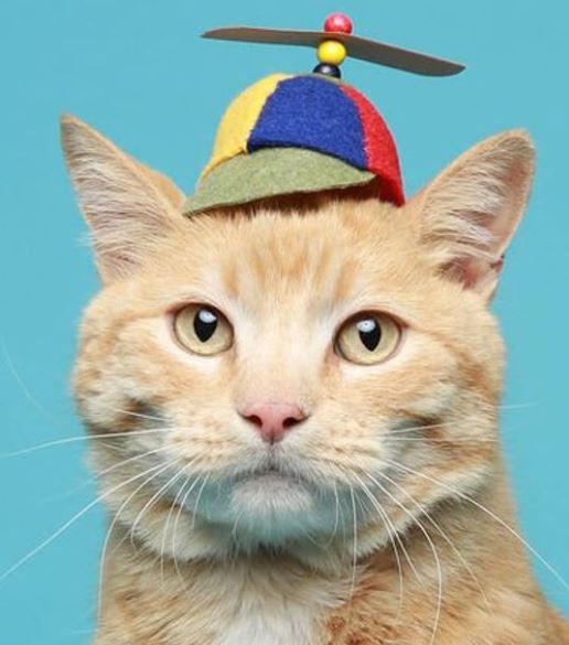 hats for cats: cat Hat Propeller Hat