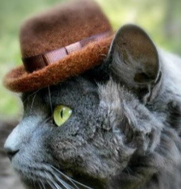 hats for cats: fedora cat hat