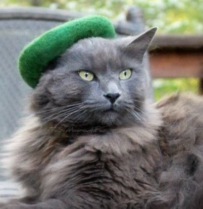 hats for cats: cat green beret
