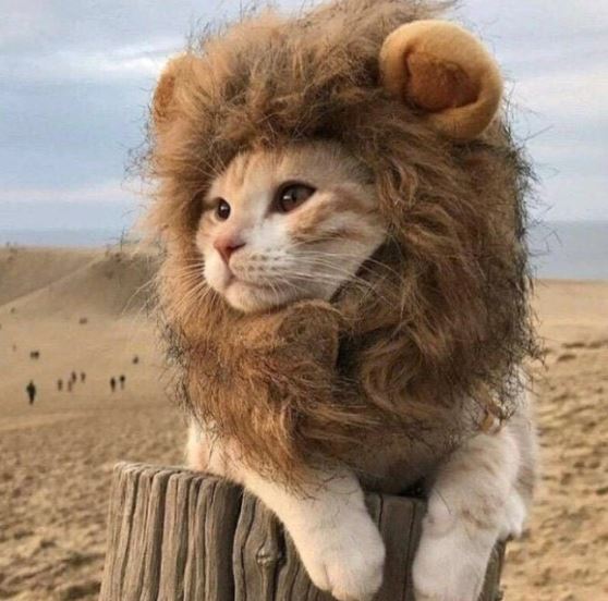 Bat Wings for Cats: Lion Mane Costume for Cat