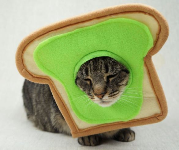 Bat Wings for Cats: Avocado Toast Costume for Cats