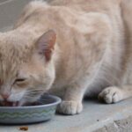 Best cat food for older cats with bad teeth