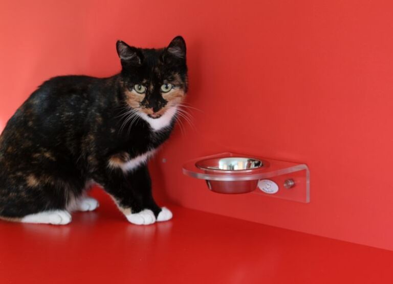 Slow Feeder for Cats Options