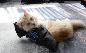 Types of Hoodies for Cats